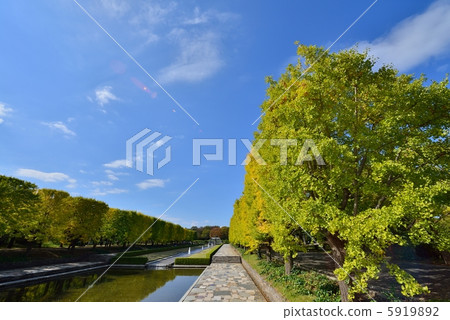 銀杏Namiki秋季的一天 5919892