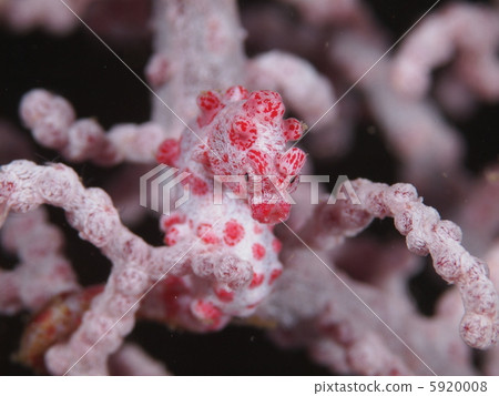 侏儒海水管 5920008