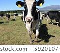 Cow  5920107