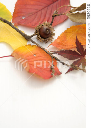 Fallen leaves Fallen leaves 5920218
