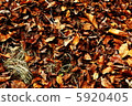 落葉 5920405