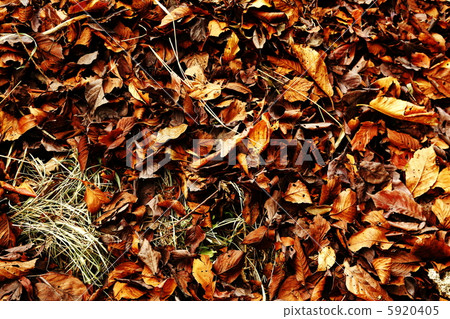 落葉 5920405