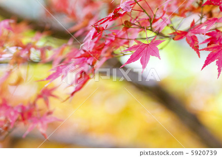 Autumn leaves maple Autumn leaves maple 5920739
