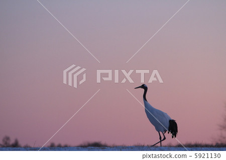 Red crown 33 5921130