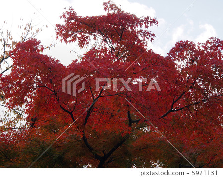 Autumn leaves of Kenrokuen 5921131