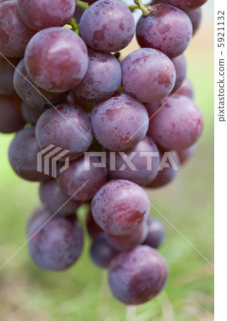 Vineyard Pione 5921132
