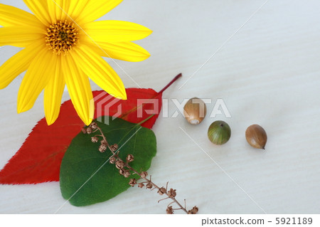 Autumn images of fallen leaves, acorns, tree nuts and yellow flowers 5921189