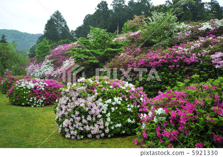 京都Mimurotoji的杜鵑花 5921330