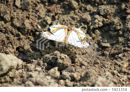 A butterfly 5921358