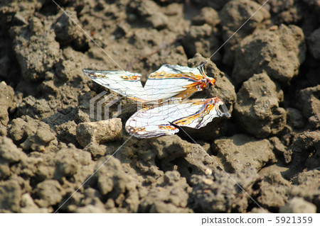 A butterfly A butterfly 5921359