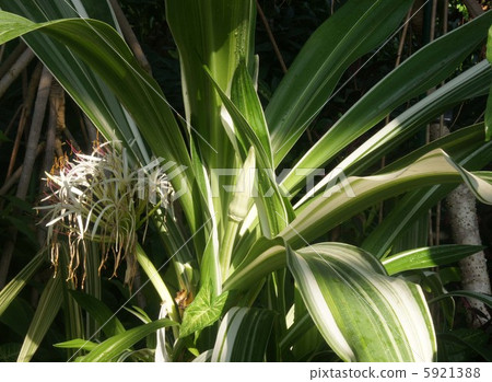 憤怒Hamaomeoto 5921388