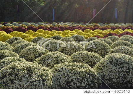 早晨的菊花在陽光下 早晨的菊花在陽光下 5921442