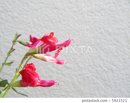 櫻桃鼠尾草 5921521