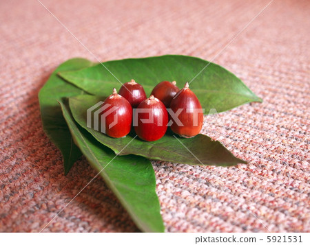 Acorn Acorn 5921531