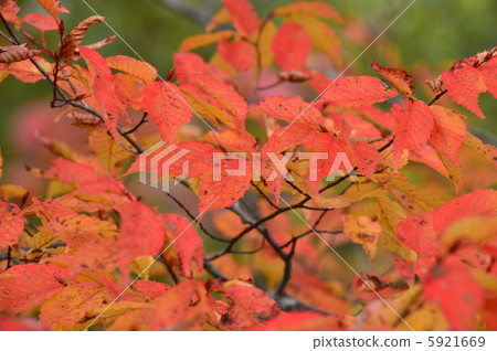 Autumn leaves of acacia 5921669