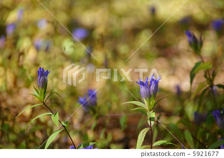 November Gentian / Gentianaceae 35 5921677