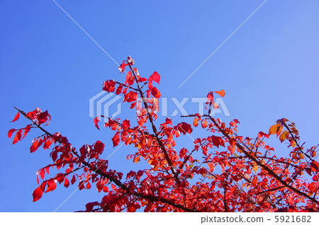 11月Nishikigi和Umbrella 06 5921682