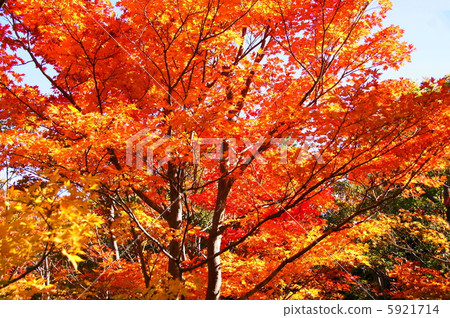 November Irohamomidge · Maple family 207 Autumn leaves 5921714
