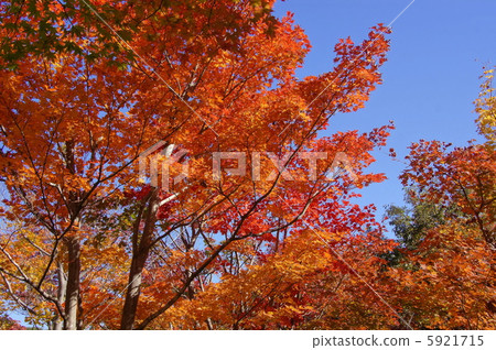 11月Irohamomidge·Maple家族206秋葉 5921715