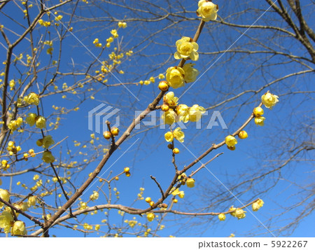 Wax plum sky 5922267