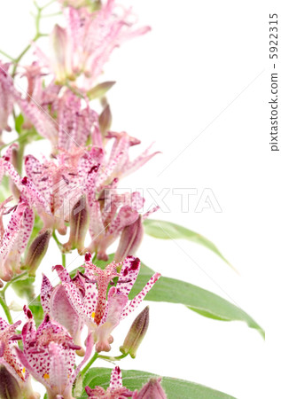 Hototogisu flower Hototogisu flower 5922315