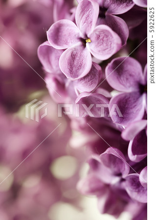 Spring Lilac 5922625