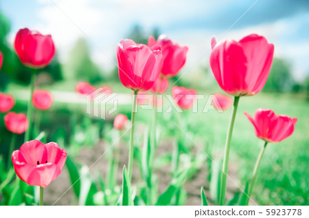 Beautiful tulips against dramatic sky 5923778