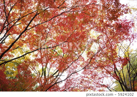 秋天的樹葉 5924102