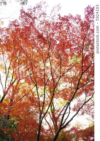 秋天的樹葉 5924103