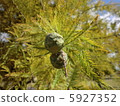 Felled pine nuts 5927352