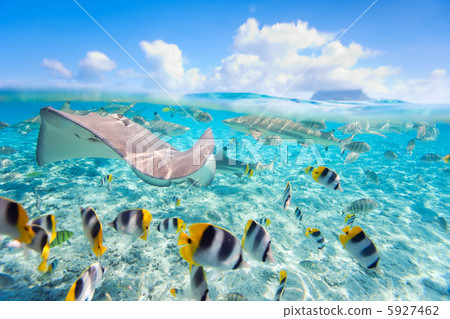 Bora Bora underwater Bora Bora underwater 5927462