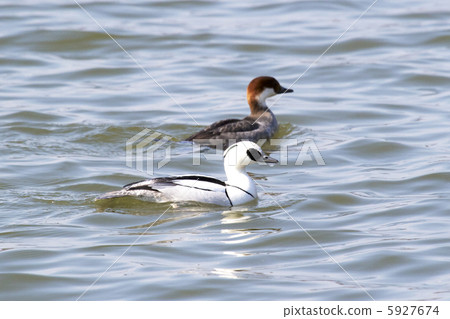 Miko Aisa夫婦 Miko Aisa夫婦 5927674