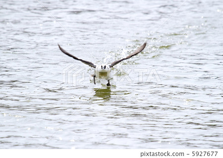 Miko Aisa Miko Aisa 5927677