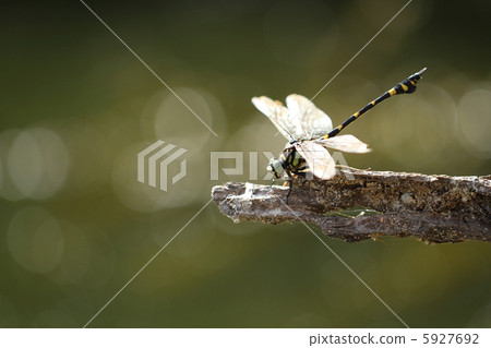 Taiwan Uchiyayama Taiwan Uchiyayama 5927692