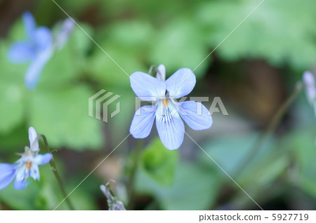 It is the arrival of Tachibagori Spring. It is the arrival of Tachibagori Spring. 5927719