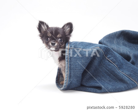 Chihuahua puppy who takes a face from the skirt of the jeans Chihuahua puppy who takes a face from the skirt of the jeans 5928280