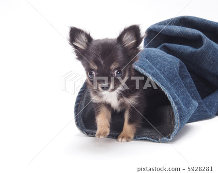 Chihuahua puppy who takes a face from the skirt of the jeans Chihuahua puppy who takes a face from the skirt of the jeans 5928281