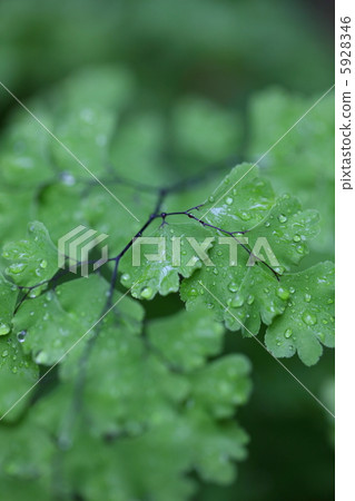 亞洲湯姆和雨滴 5928346