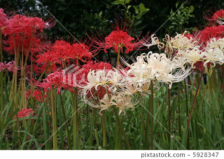 Cluster amaryllis 5928347