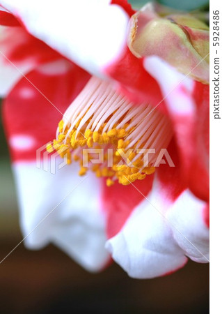 Tsubaki紅色和白色 Tsubaki紅色和白色 5928486