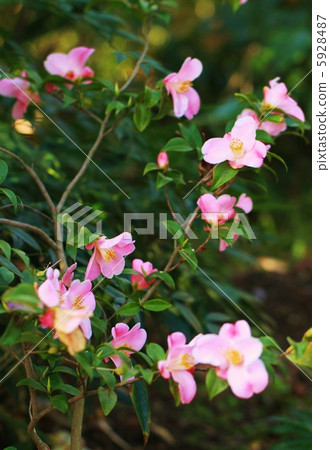 山茶花粉紅色 5928487