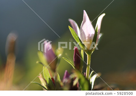 Flower of the assembly 5928500