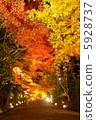 Autumn leaves · Light up · Hiyoshi Taisha 5928737