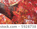 Maple leaves, maple 5928738