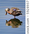 Duck duck face wash 5928937