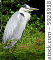 Blue wild bird 5928938