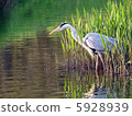 Waterfowl predation of the blue-bird wild bird 5928939