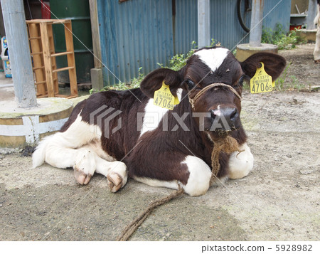 小牛犢在小牧場上 5928982