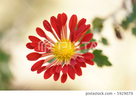 紅色風車菊花 紅色風車菊花 5929079