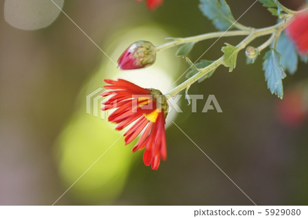 紅色風車菊花 紅色風車菊花 5929080